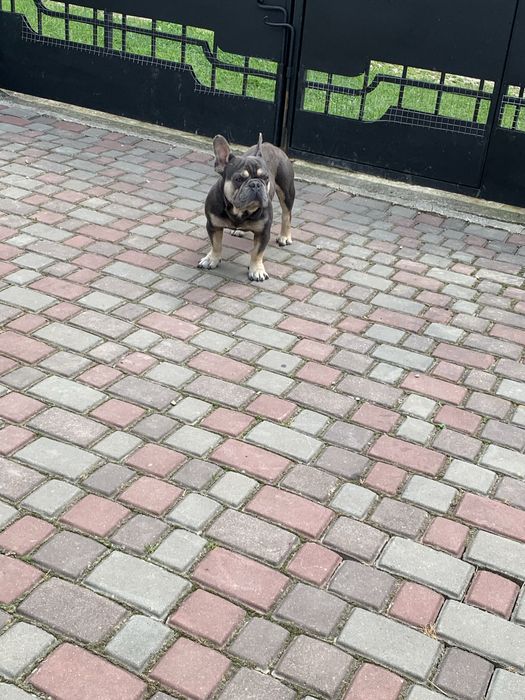 Хлопець француз.