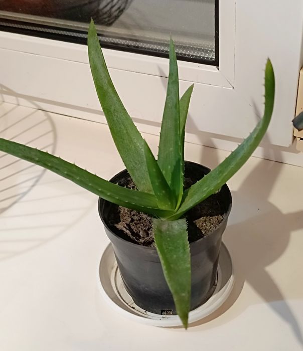 Алоє Вера лікарське