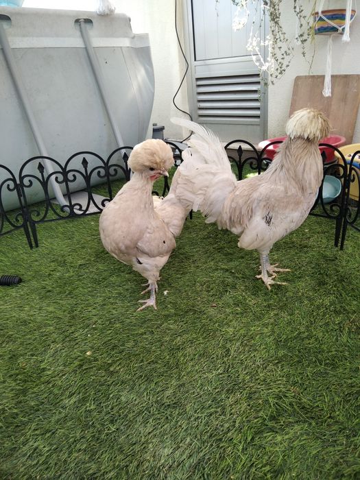 Paduanas (casal ou trio)