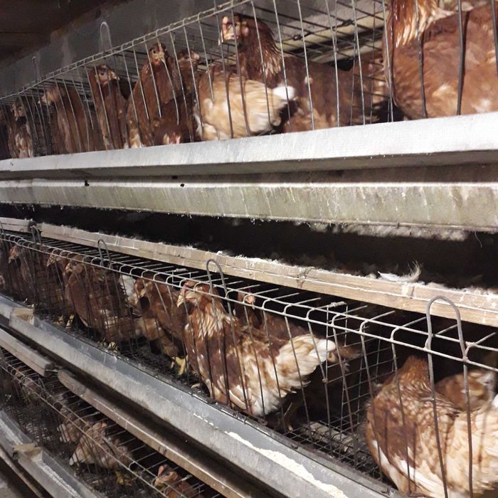 продам курей червона і біла несушка