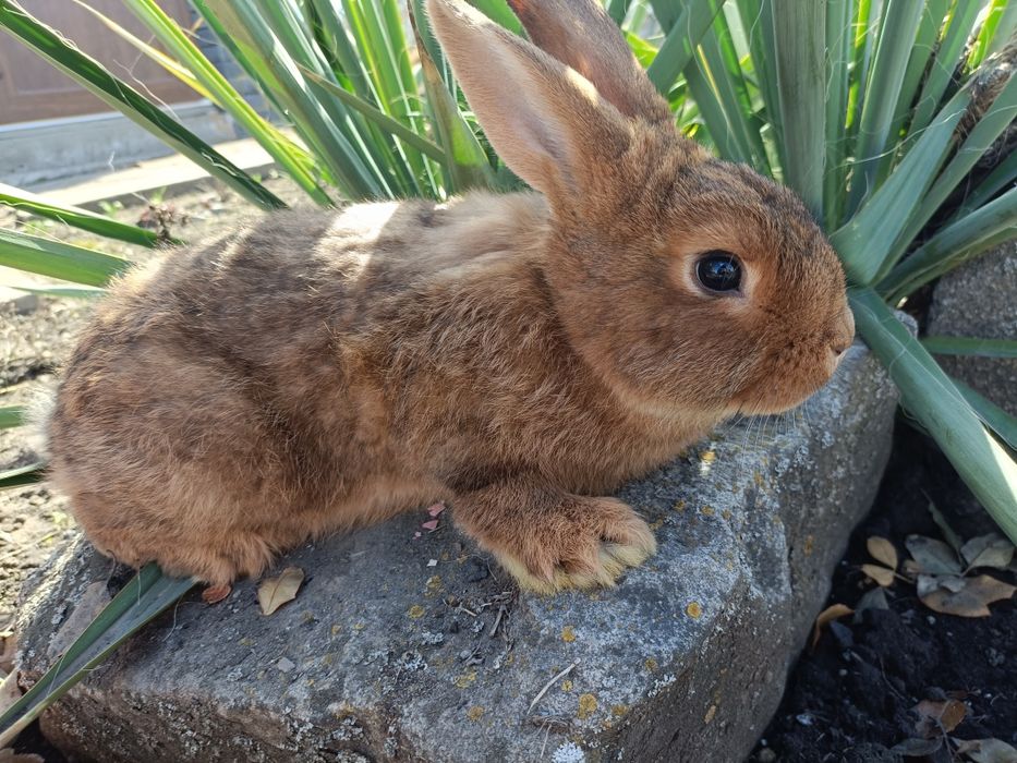Продажа кролів...