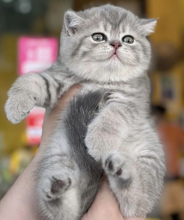 Скоттиш страйт девочка и мальчик