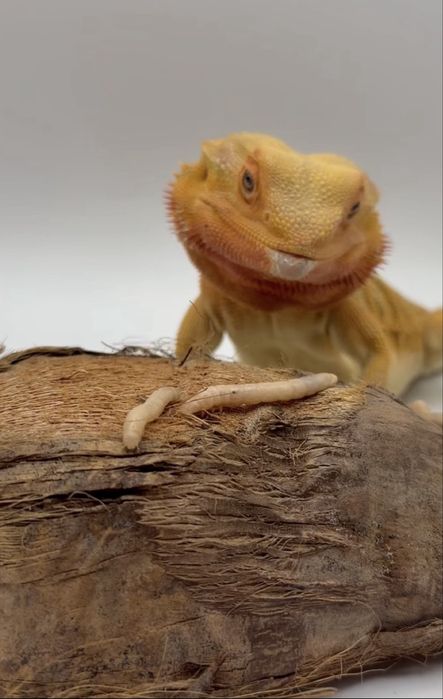 Личинка большого мучного хрущака