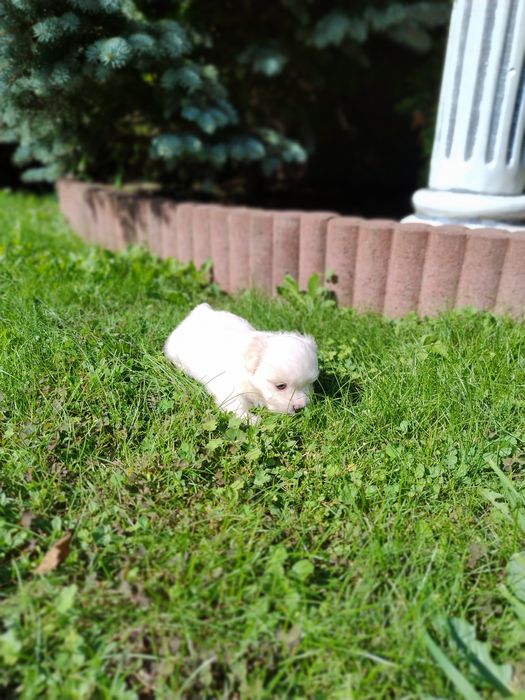 Цуценята мальтезе мальтійські болонки