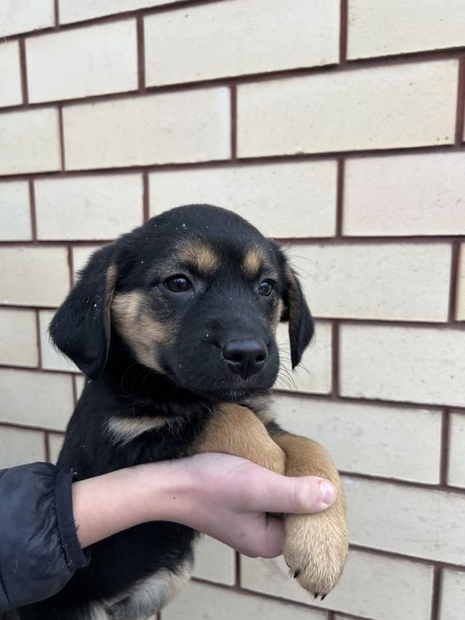 Віддамо цуценят в добрі руки