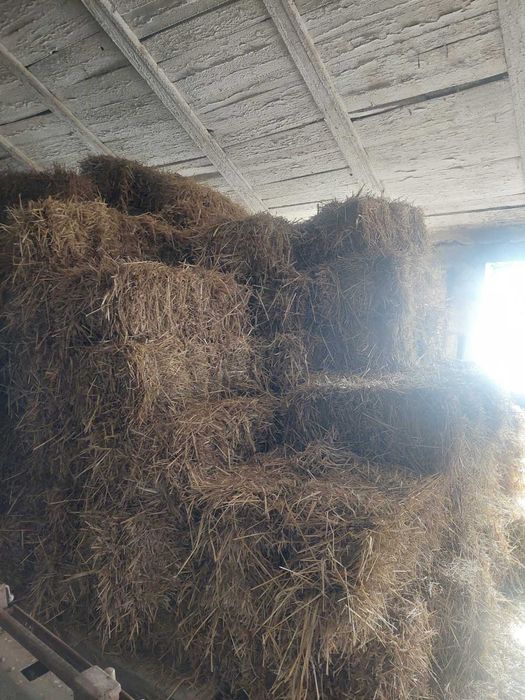 Продається тюки ячмінь та пшениця