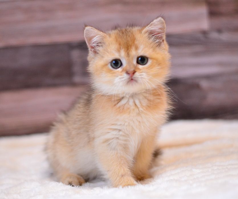 Хлопчик золотий британчик