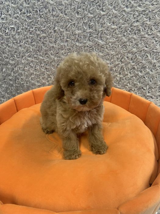 Хлопчик Той Пудель