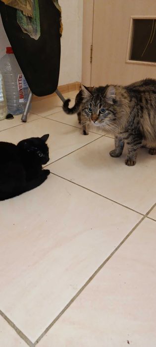 Красивые котята)