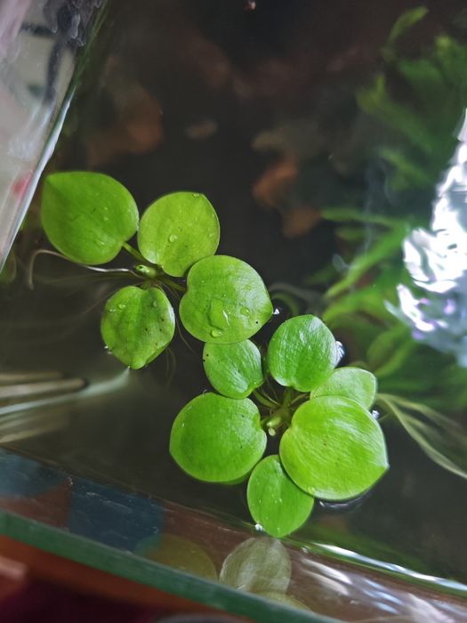 Plantas flutuantes