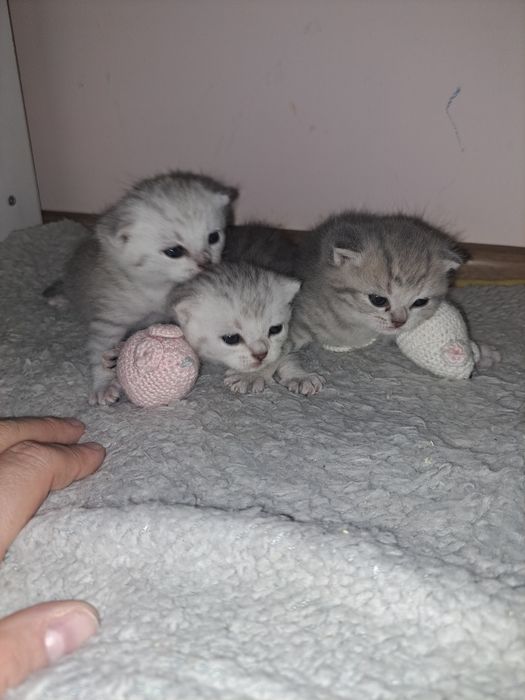 Кошенята срібної шиншили