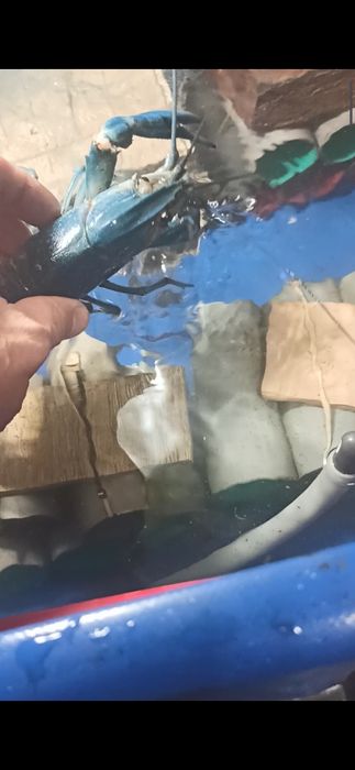 Австралійські раки