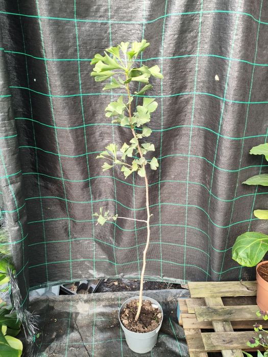 Ginkgo Biloba - planta em vaso