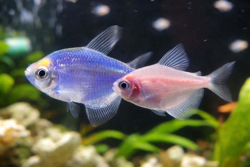 Tetra / żałobniczka