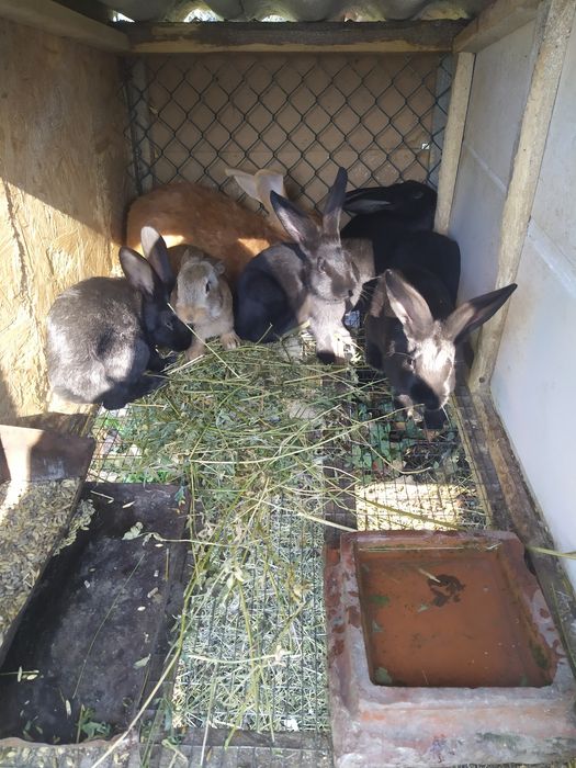 Полтавське Срібло Продам Молодняк Кролів Полтавське Срібло