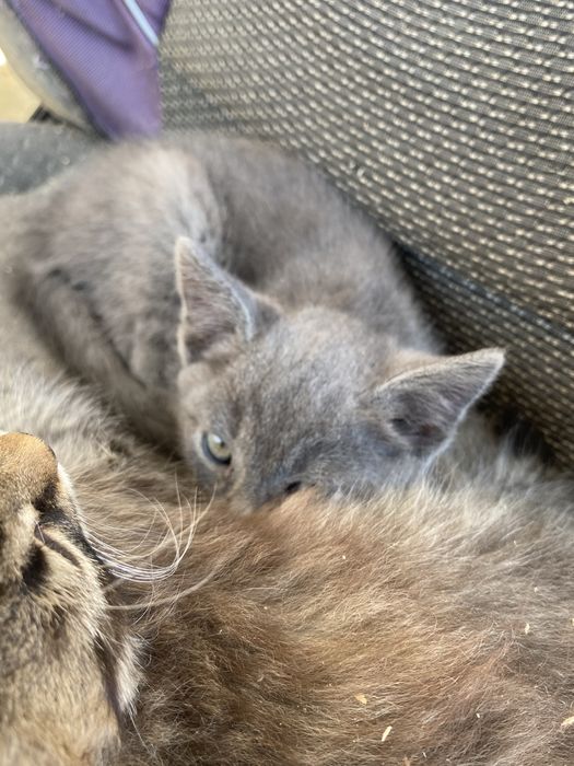 Кошенята скотиш фолд