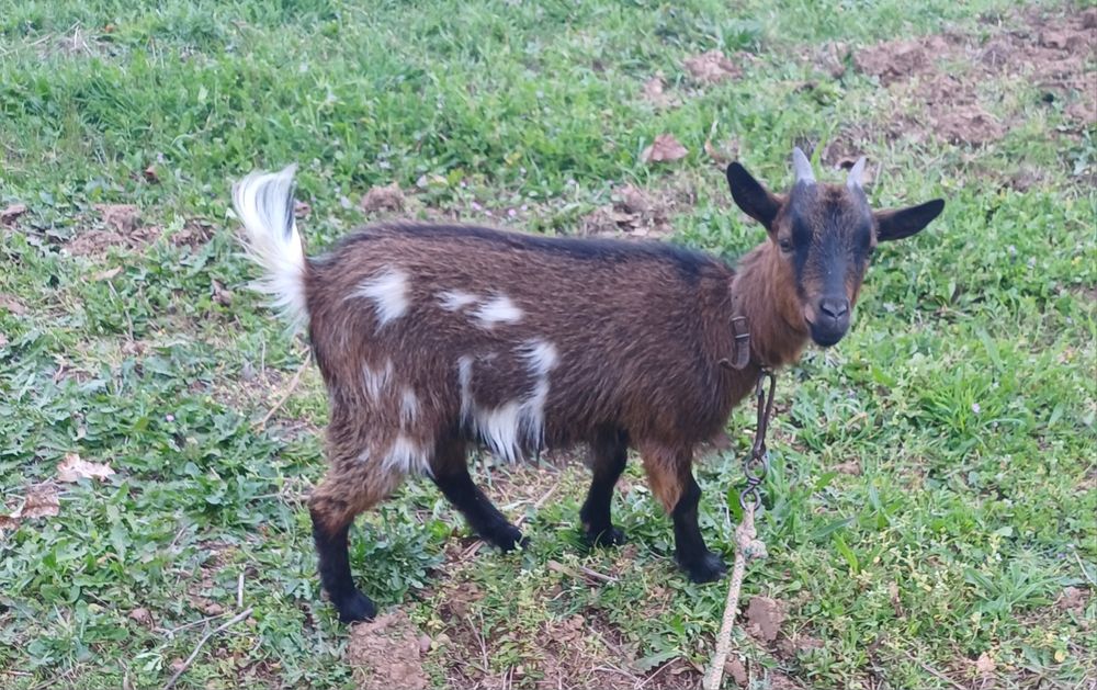 Cabra anã com 8 meses, e macho mocho  com 1  mês