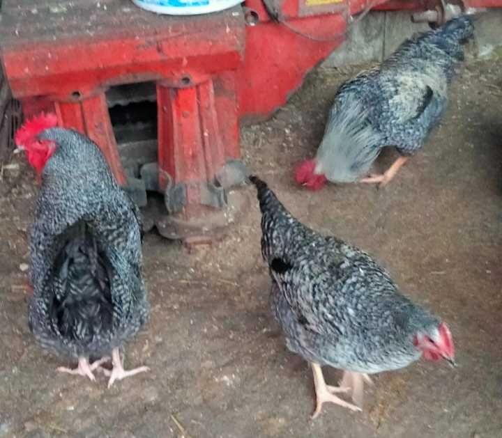 Sprzedam półroczne koguty