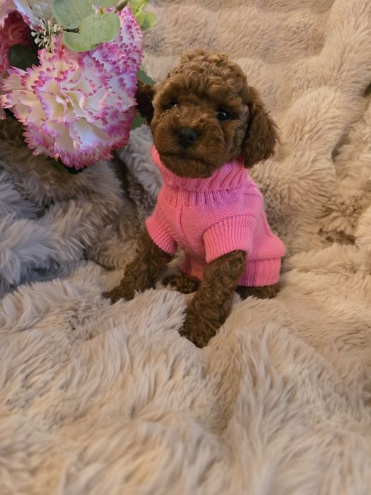 Suczka Pudel Toy red badania genetyczne rodziców