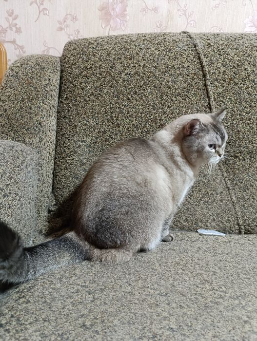 Страшнее кошки зверя нет)))