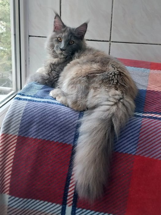МЕЙН -КУН  котята
