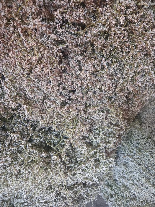 zatrwian, statice, sztaticja, kaszka