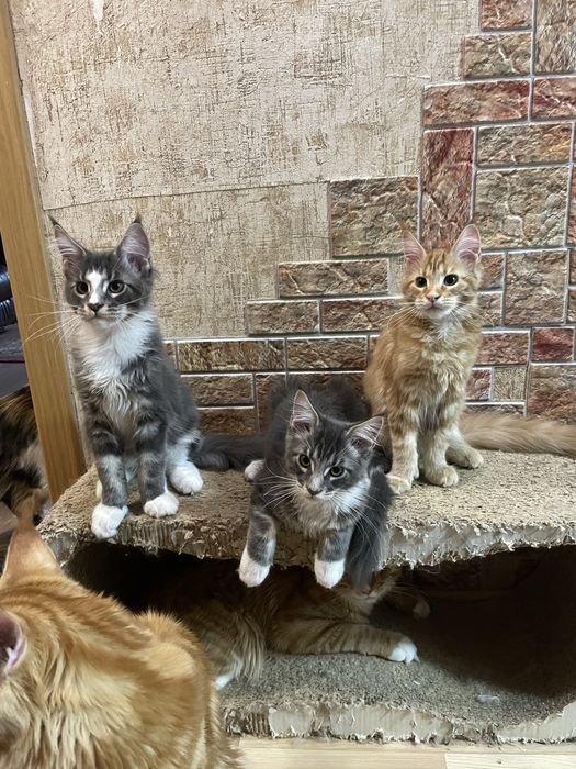 скидки новогодние мейнкуны с документами,вакцинированы,разные окрасы