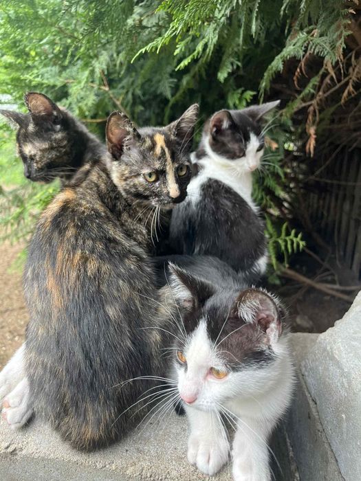 słodki kotek szuka domu