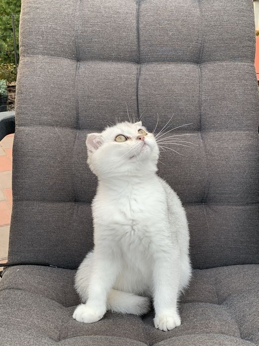 Просто ніжність а не котик !