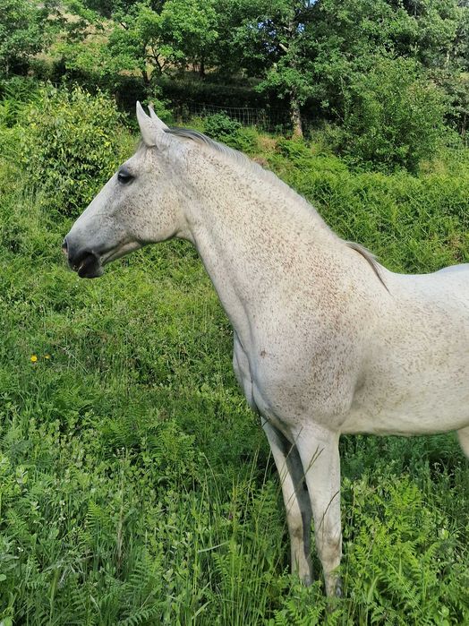 Égua cruzada de lusitana