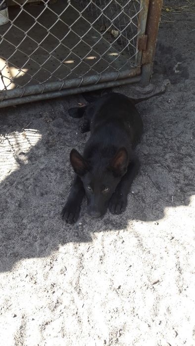 Песик, Цуценята малі охоронці в добрі руки собака