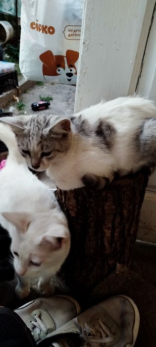 Віддам кошенят в добрі руки,лише Львів