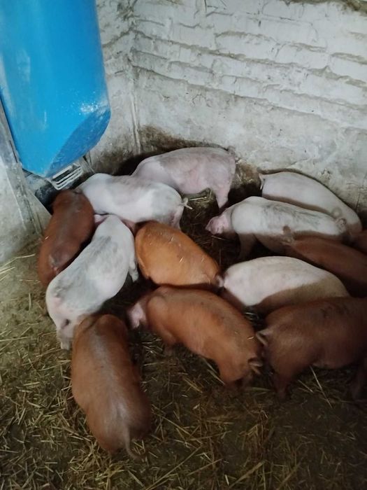 Продаж поросят.