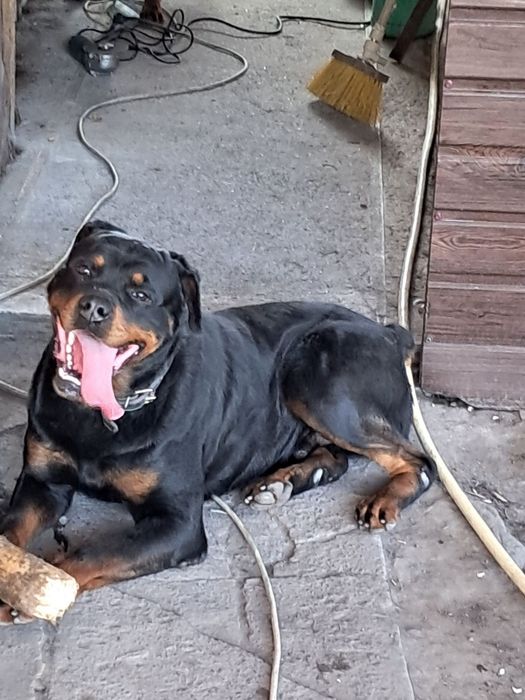 Ротвейлер вязка собак