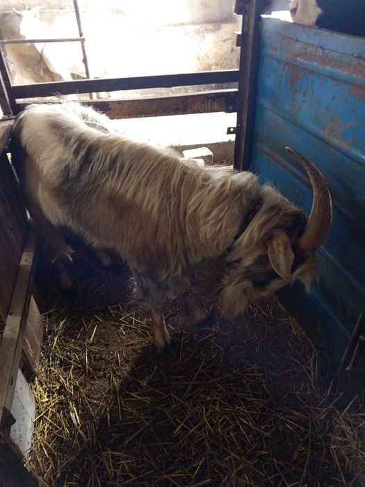 Продам козлика 3  рокі