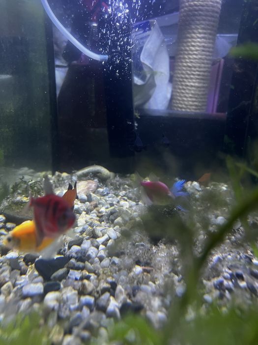 Запущений живий Акваріум
