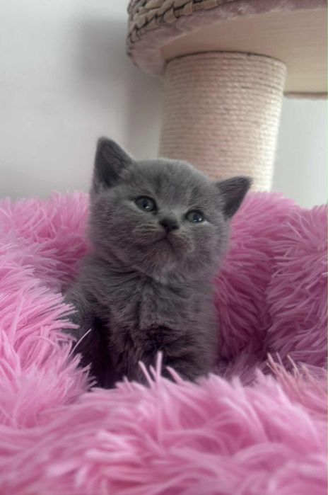 REZERWACJA -  Kotka brytyjska niebieska