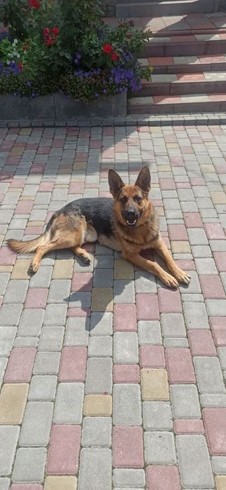 Німецька вівчарка для в'язки