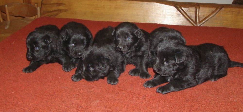 Czarne owczarki staroniemieckiego suczka