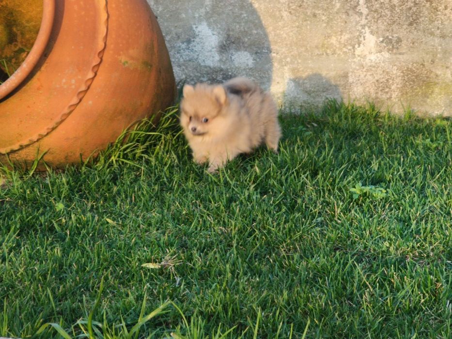 Spitz alemão anão menina