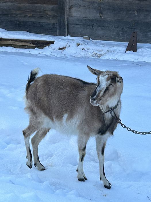 Продам дійну козу