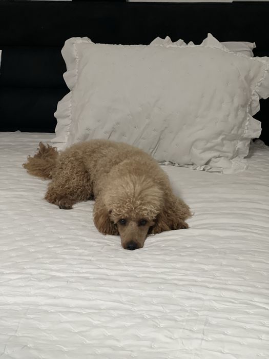 Caniche toy apricot procura namorada na zona norte