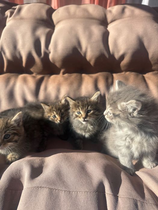 Отдам котят в хорошие руки