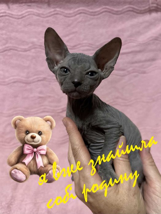 Донський Сфінкс кошенята