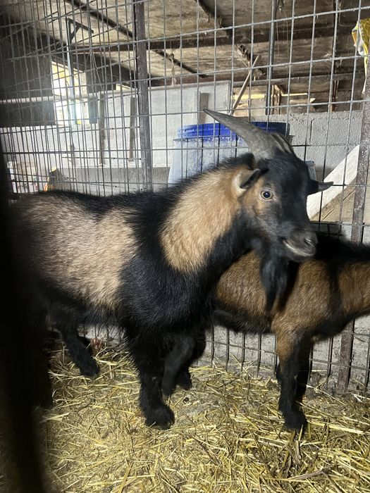 Vendo ou troco macho cabrito anão