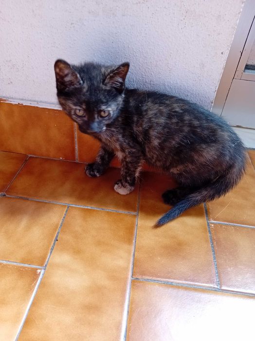 Continua disponível Dá-se 2 gatas bebés de 2 meses