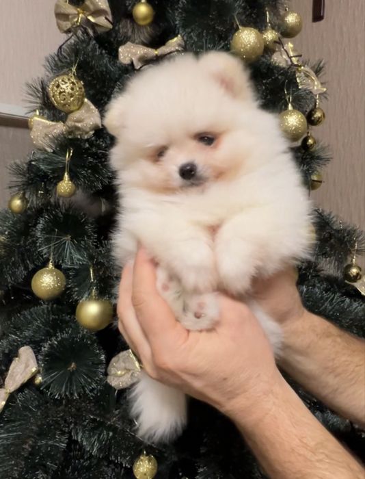 Померанський шпіц