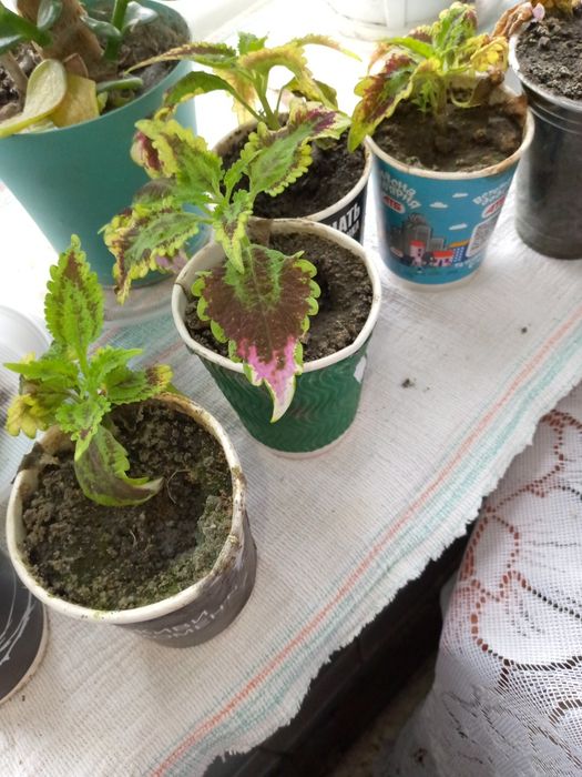 продам дуже гарні вазоночки