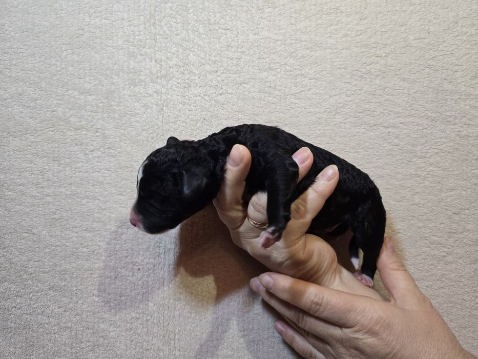 Hiszpański pies dowodny- piesek