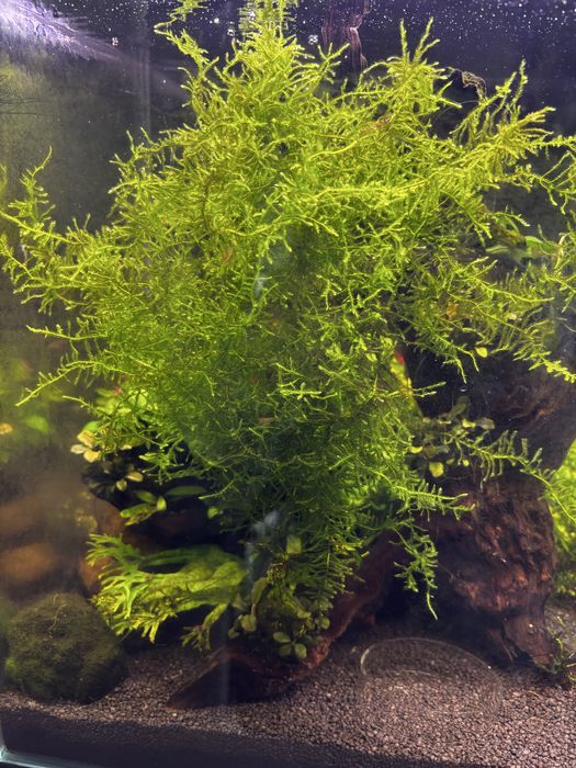 Sprzedam mech do akwarium moss
